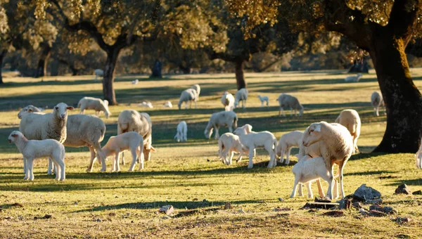 Cordeiros Bonitos Ovelhas Pastando Prado Verde — Fotografia de Stock