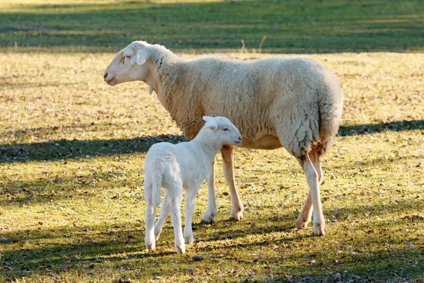 可爱的羊羔的画像在母亲附近室外 — 图库照片