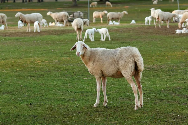 Niedliche Lämmer Und Schafe Grasen Auf Der Grünen Wiese — Stockfoto