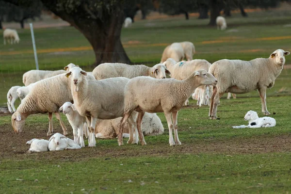 Милі Ягнята Вівці Пасуться Зеленому Лузі — стокове фото