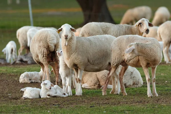 Niedliche Lämmer Und Schafe Grasen Auf Der Grünen Wiese — Stockfoto