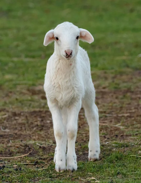 かわいい子羊の屋外 クローズ アップの肖像画 — ストック写真