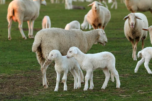 可爱的羊羔和绵羊放牧在绿色草甸 — 图库照片