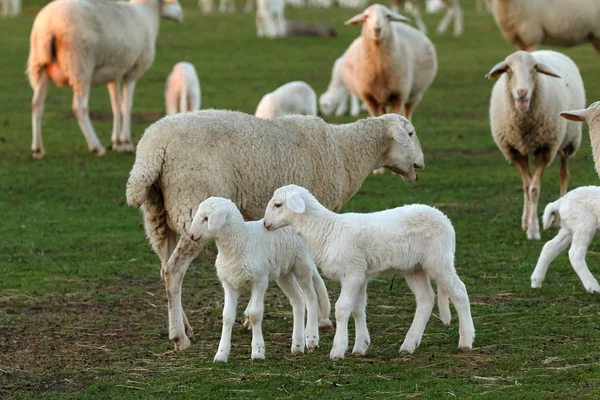 Schattig Lammeren Schapen Grazen Groene Weide Stockfoto