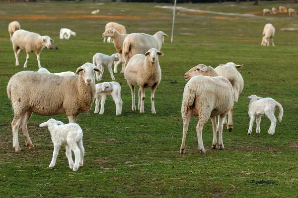 Niedliche Lämmer Und Schafe Grasen Auf Der Grünen Wiese — Stockfoto