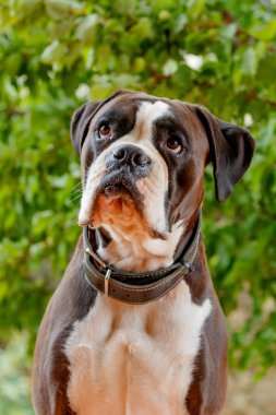 şirin boxer köpek yaz Park 