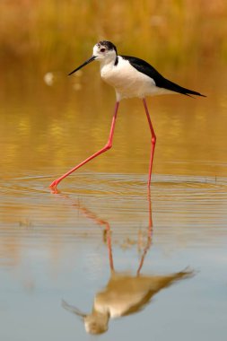 Tepedeki ayakta gölet 