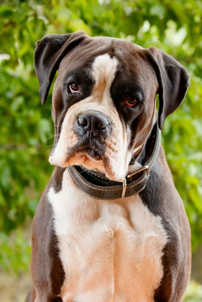 Söt Boxer Hund Sommar Park — Stockfoto