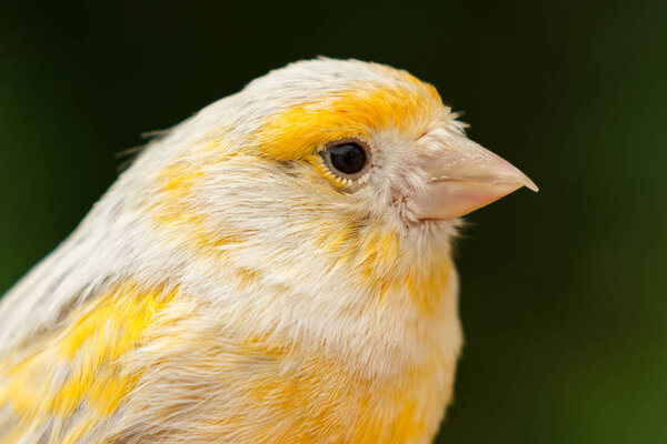 Beautiful yellow canary Royalty Free Stock Images