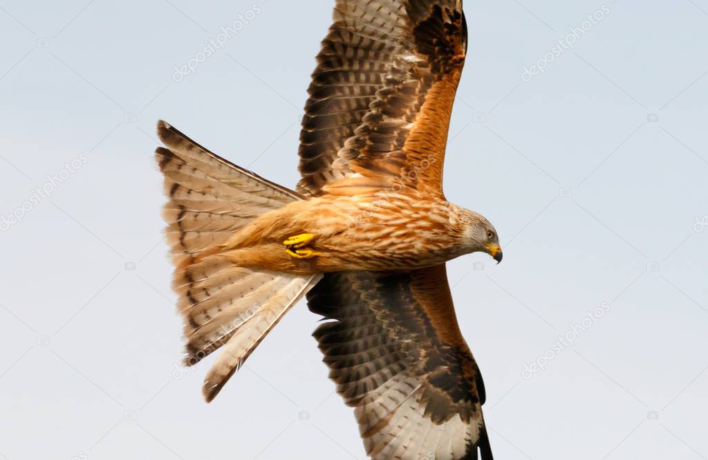 amazing bird of prey in flight, blue sky of background