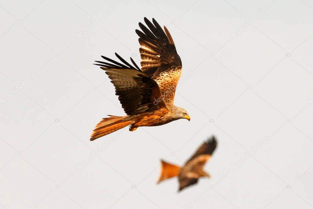 amazing birds of prey in flight, blue sky of background