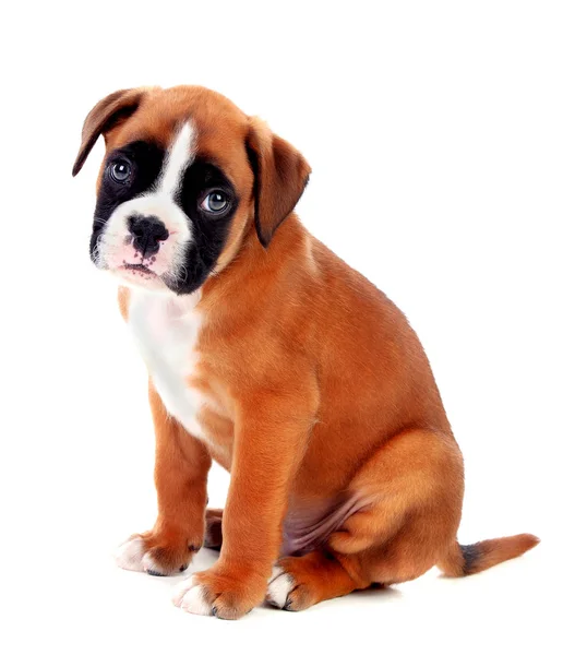 Cute Boxer Puppy Isolated White Background — Stock Photo, Image