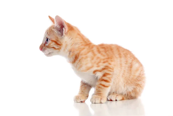 Маленькая красная кошка — стоковое фото