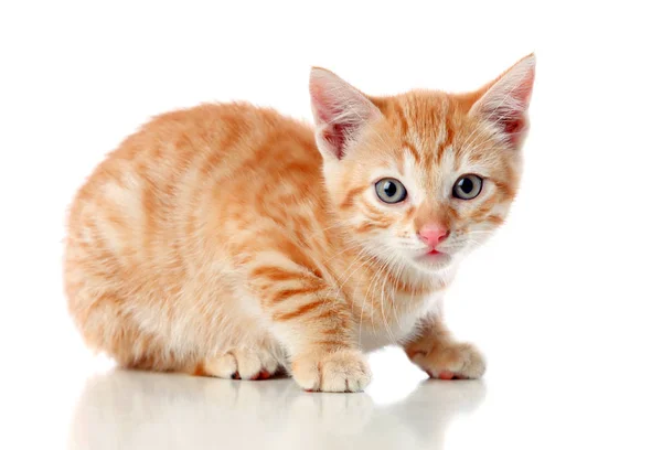 Malá červená kočka — Stock fotografie