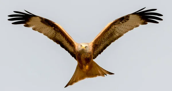 Incredibile Uccello Rapace Volo Cielo Blu Sfondo — Foto Stock