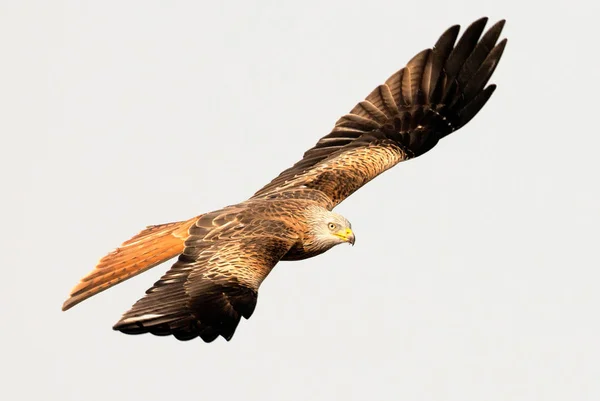 Niesamowite Ptaków Drapieżnych Locie Błękitne Niebo Tła — Zdjęcie stockowe