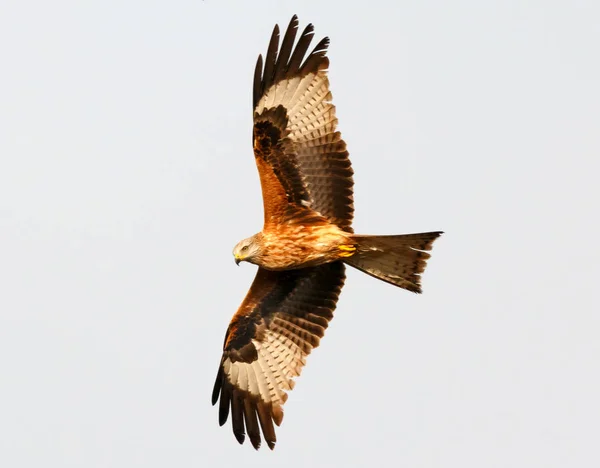 Incroyable Oiseau Proie Vol Ciel Bleu Fond — Photo