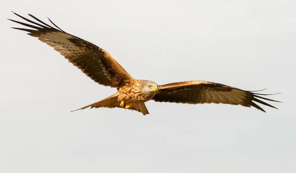 Geweldige Roofvogel Vlucht Blauwe Hemel Achtergrond — Stockfoto