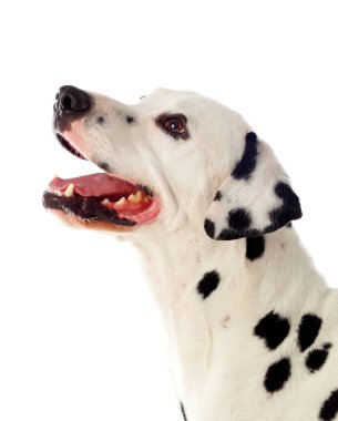 portre sevimli Dalmaçyalı köpeklerin beyaz arka plan üzerinde izole