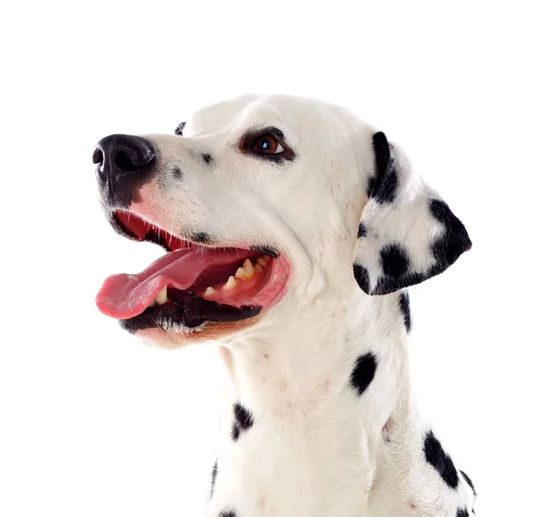 Retrato Bonito Cão Dálmata Isolado Fundo Branco — Fotografia de Stock