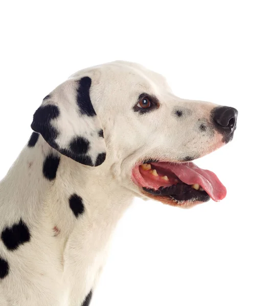 Retrato de cão dálmata — Fotografia de Stock