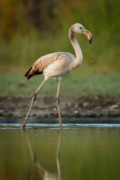 Brun Flamingo Vattnet Sjö — Stockfoto