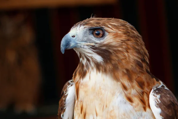 Närbild Porträtt Hawk Med Brun Fjäderdräkt — Stockfoto