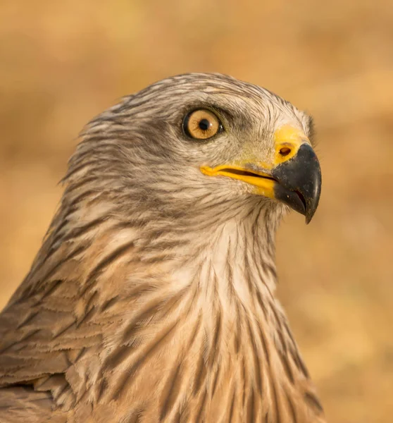 Retrato Cerca Una Cometa Marrón Hábitat Natural Imágenes de stock libres de derechos