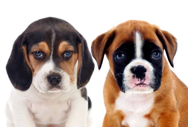 Twee Prachtige Beagle Boxer Puppies Geïsoleerd Witte Achtergrond — Stockfoto