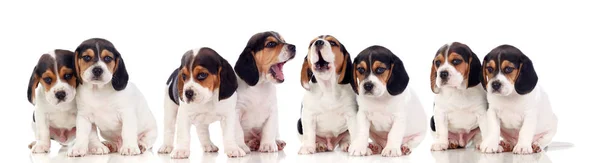 Beyaz Arka Plan Üzerinde Izole Sekiz Güzel Beagle Yavruları — Stok fotoğraf