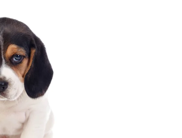 Χαριτωμένο Κουτάβι Beagle Απομονώνονται Λευκό Φόντο — Φωτογραφία Αρχείου