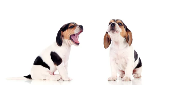 Beyaz Arka Plan Üzerinde Izole Iki Güzel Beagle Yavruları — Stok fotoğraf