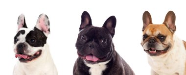 Beyaz arka plan üzerinde izole üç farklı köpek