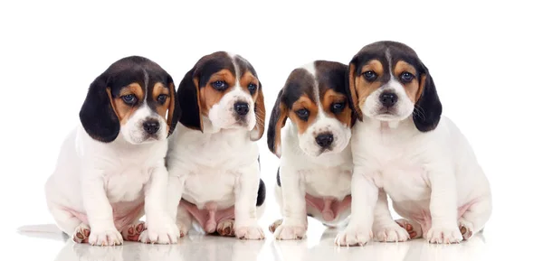 Four Beautiful Beagle Puppies Isolated White Background — Stock Photo, Image