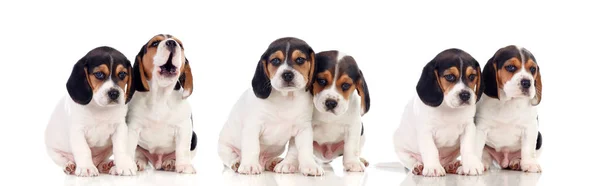 Six Beautiful Beagle Puppies Isolated White Background — Stock Photo, Image