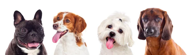 Fila Lindos Perros Diferentes Aislados Sobre Fondo Blanco — Foto de Stock