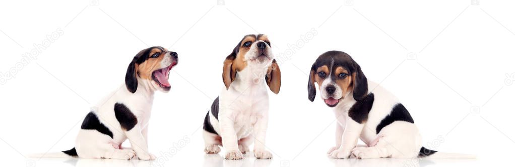 three beautiful beagle puppies isolated on white background
