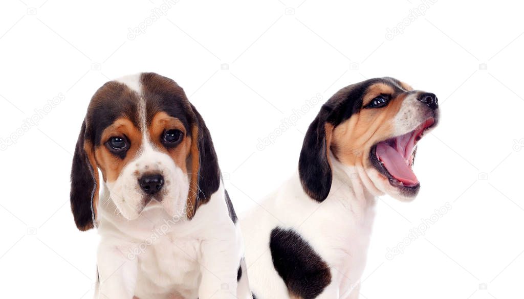 two beautiful beagle puppies isolated on white background