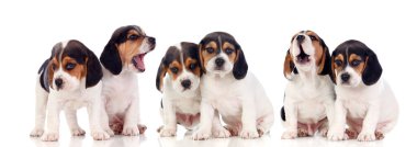 Beyaz arka plan üzerinde izole altı güzel beagle yavruları