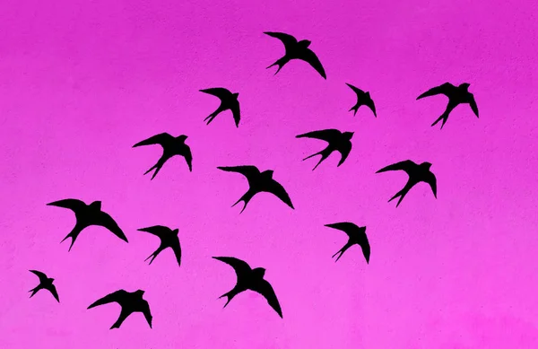 Silhouetten Van Vele Zwaluwen Roze Hemelachtergrond — Stockfoto