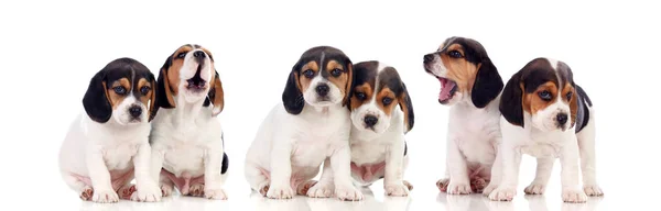 Hat Gyönyörű Beagle Kölykök Elszigetelt Fehér Background — Stock Fotó
