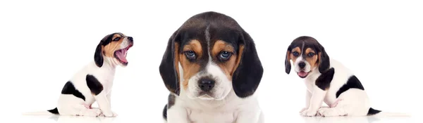Drie Prachtige Beagle Pups Geïsoleerd Witte Achtergrond — Stockfoto