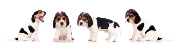 Four Beautiful Beagle Puppies Isolated White Background — Stock Photo, Image
