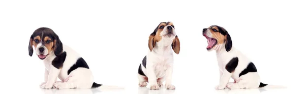 Τρεις Όμορφη Beagle Κουτάβια Που Απομονώνονται Λευκό Φόντο — Φωτογραφία Αρχείου