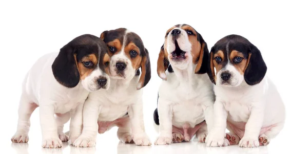 Four Beautiful Beagle Puppies Isolated White Background — Stock Photo, Image