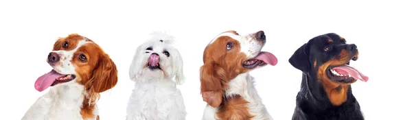 Diferentes Cães Olhando Para Câmera Isolada Fundo Branco — Fotografia de Stock