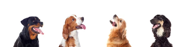 Différents Chiens Regardant Caméra Isolée Sur Fond Blanc — Photo