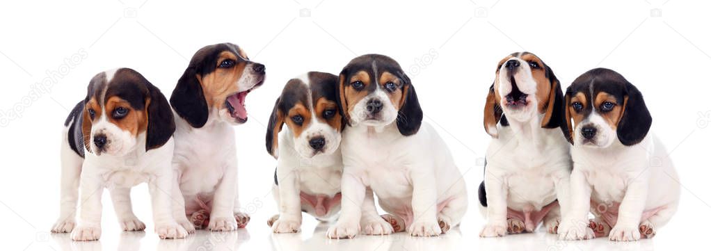 six beautiful beagle puppies isolated on white background