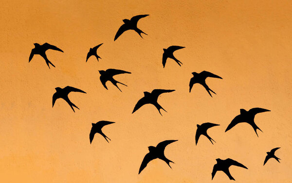 silhouettes of many swallows on orange sky background