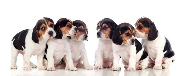 Six Beautiful Beagle Puppies Isolated White Background — Stock Photo, Image